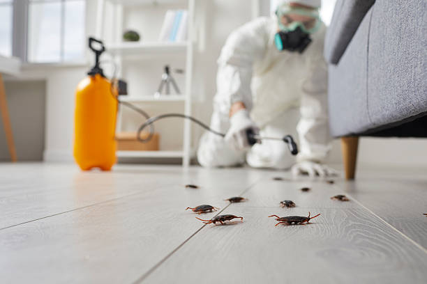 Post-Treatment Bed Bug Interceptor Monitoring in New Egypt